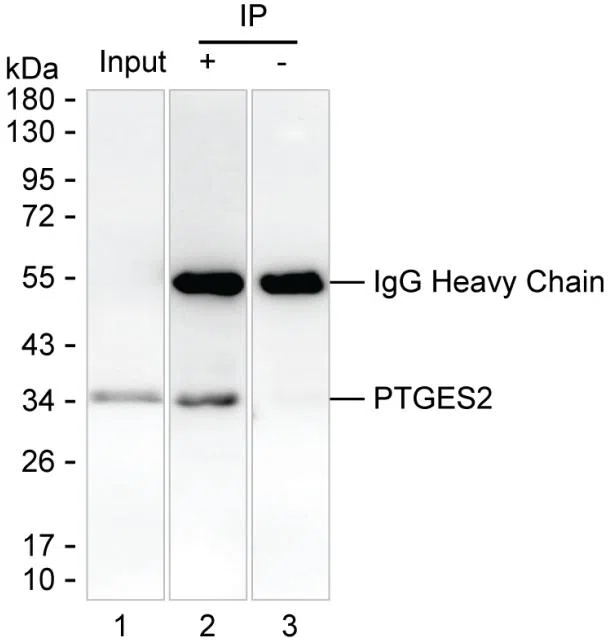 PTGES2 Mouse Monoclonal Antibody - Size: 100µl