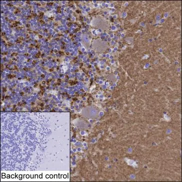 SYNGR1 Mouse Monoclonal Antibody - Size: 50µl