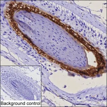 FABP9 Mouse Monoclonal Antibody - Size: 100µl