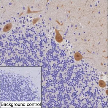 RGS8 Mouse Monoclonal Antibody - Size: 100µl