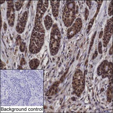 CDC25A Mouse Monoclonal Antibody - Size: 100µl