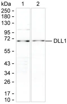 DLL1 Mouse Monoclonal Antibody - Size: 100µl