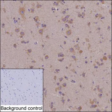 PELI3 Mouse Monoclonal Antibody - Size: 100µl