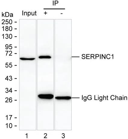 SERPINC1 Mouse Monoclonal Antibody - Size: 50µl