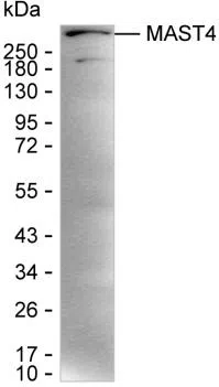 MAST4 Mouse Monoclonal Antibody - Size: 100µl