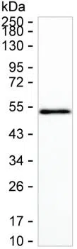 CCL16 Mouse Monoclonal Antibody - Size: 100µl