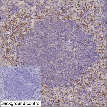 PADI4 Mouse Monoclonal Antibody - Size: 50µl