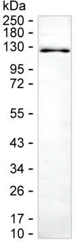 NEDD4 Mouse Monoclonal Antibody - Size: 100µl