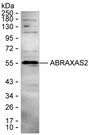 ABRAXAS2 Mouse Monoclonal Antibody - Size: 50µl