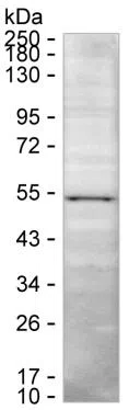 RNF135 Mouse Monoclonal Antibody - Size: 100µl