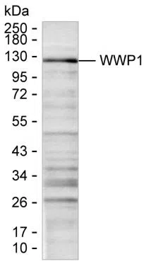 WWP1 Mouse Monoclonal Antibody - Size: 50µl