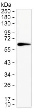 IL36G Mouse Monoclonal Antibody - Size: 100µl