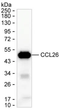 CCL26 Mouse Monoclonal Antibody - Size: 50µl