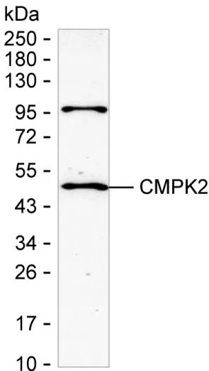 CMPK2 Mouse Monoclonal Antibody - Size: 100µl