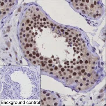 FKBP5 Mouse Monoclonal Antibody - Size: 100µl