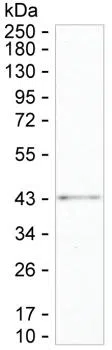 UBE2Z Mouse Monoclonal Antibody - Size: 50µl
