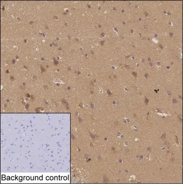 IMPA1 Mouse Monoclonal Antibody - Size: 100µl