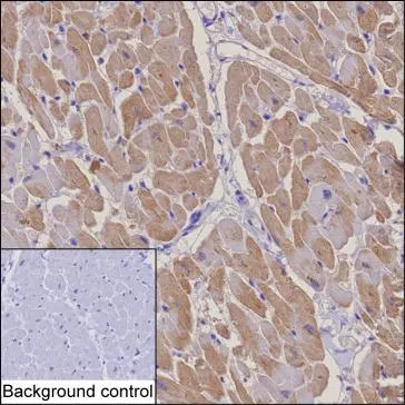 TCAP Mouse Monoclonal Antibody - Size: 50µl