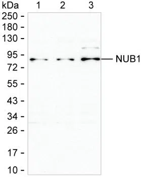 NUB1 Mouse Monoclonal Antibody - Size: 100µl