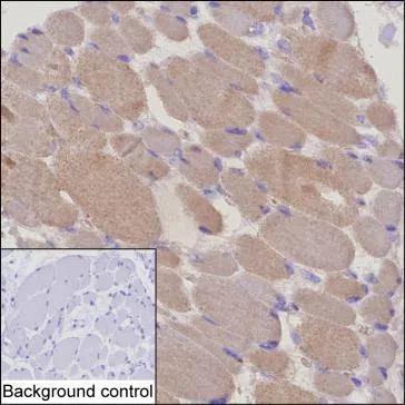 TTN Mouse Monoclonal Antibody - Size: 100µl