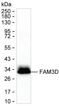 FAM3D Mouse Monoclonal Antibody - Size: 50µl