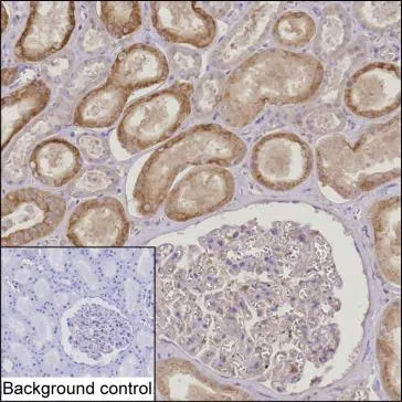 RNF135 Mouse Monoclonal Antibody - Size: 50µl