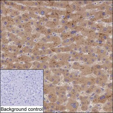 TDO2 Mouse Monoclonal Antibody - Size: 50µl