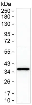 MTHFD2 Mouse Monoclonal Antibody - Size: 50µl