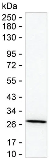 GSTT2B Mouse Monoclonal Antibody - Size: 100µl