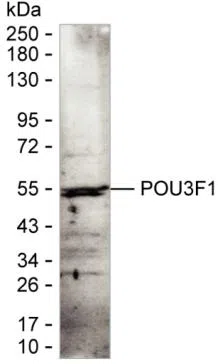 Pou3f1 Mouse Monoclonal Antibody - Size: 100µl