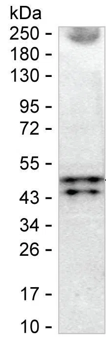 AMBP Mouse Monoclonal Antibody - Size: 100µl