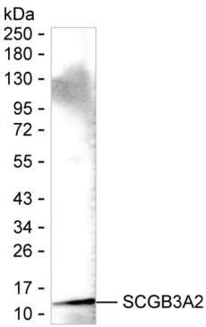 SCGB3A2 Mouse Monoclonal Antibody - Size: 100µl