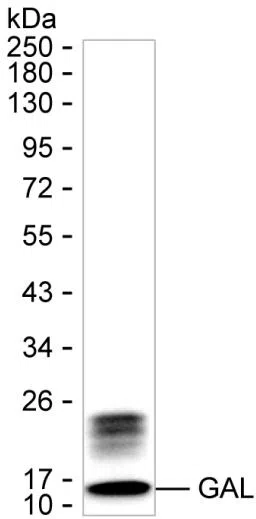 GAL Mouse Monoclonal Antibody - Size: 100µl