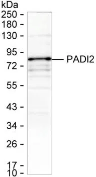 PADI2 Mouse Monoclonal Antibody - Size: 50µl