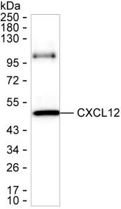 CXCL12 Mouse Monoclonal Antibody - Size: 100µl