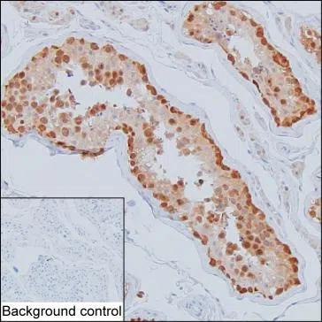 PLAA Mouse Monoclonal Antibody - Size: 100µl