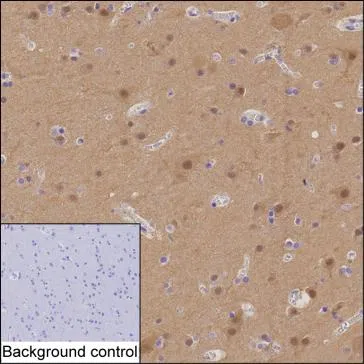 EVI5 Mouse Monoclonal Antibody - Size: 50µl