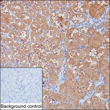 SKIC2 Mouse Monoclonal Antibody - Size: 100µl