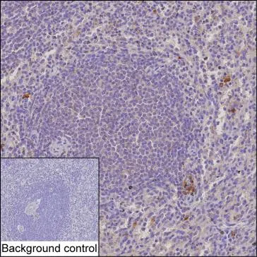 SLAMF1 Mouse Monoclonal Antibody - Size: 100µl