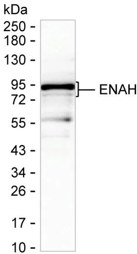 ENAH Mouse Monoclonal Antibody - Size: 100µl