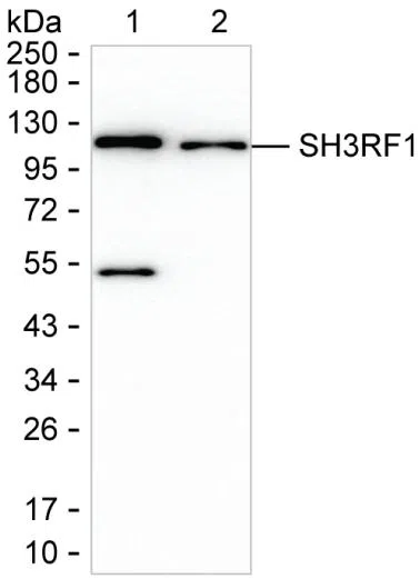 SH3RF1 Mouse Monoclonal Antibody - Size: 50µl