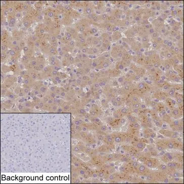 MAP3K1 Mouse Monoclonal Antibody - Size: 50µl