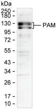 PAM Mouse Monoclonal Antibody - Size: 100µl