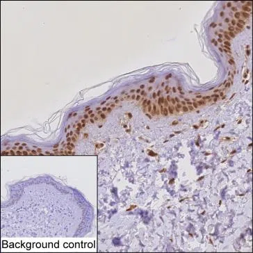 ZFP36 Mouse Monoclonal Antibody - Size: 100µl