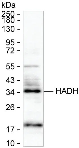 HADH Mouse Monoclonal Antibody - Size: 100µl