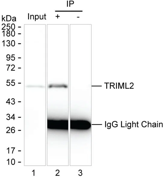 TRIML2 Mouse Monoclonal Antibody - Size: 50µl