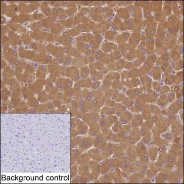 TRIM7 Mouse Monoclonal Antibody - Size: 100µl