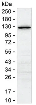 Acetyl-SMC2 (Lys114) Mouse Monoclonal Antibody - Size: 100µl