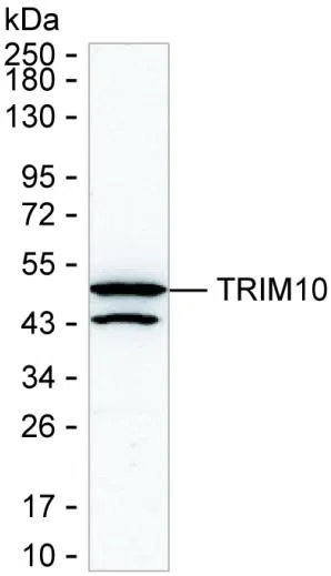 TRIM10 Mouse Monoclonal Antibody - Size: 100µl
