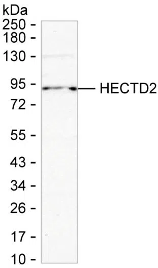 HECTD2 Mouse Monoclonal Antibody - Size: 100µl
